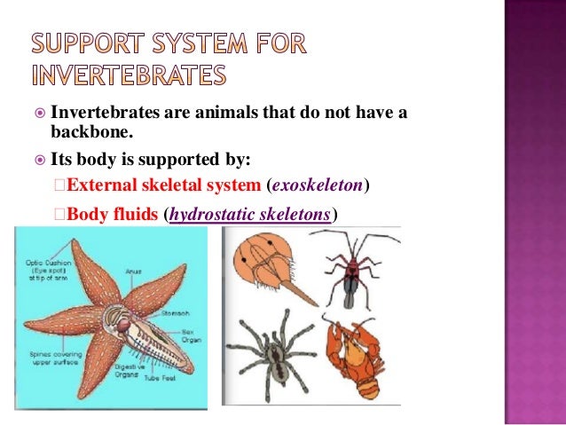 locomotion in invertebrates pdf invertebrates characteristics